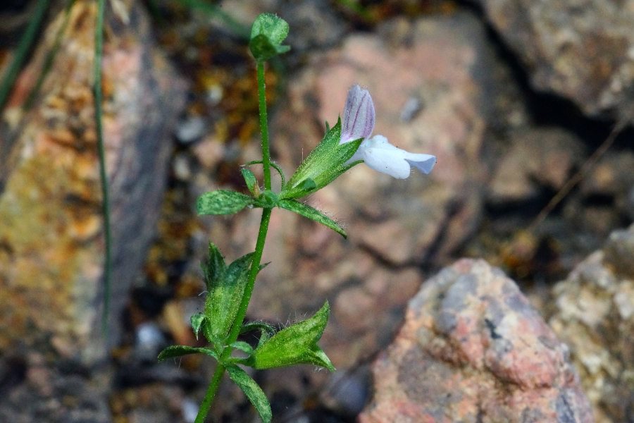 Stachys glutinosa